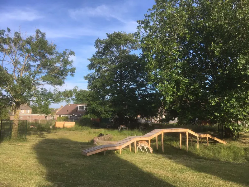 Houten loopbrug op palen in het hertenkamp in Hoogwoud, met een hert ernaast